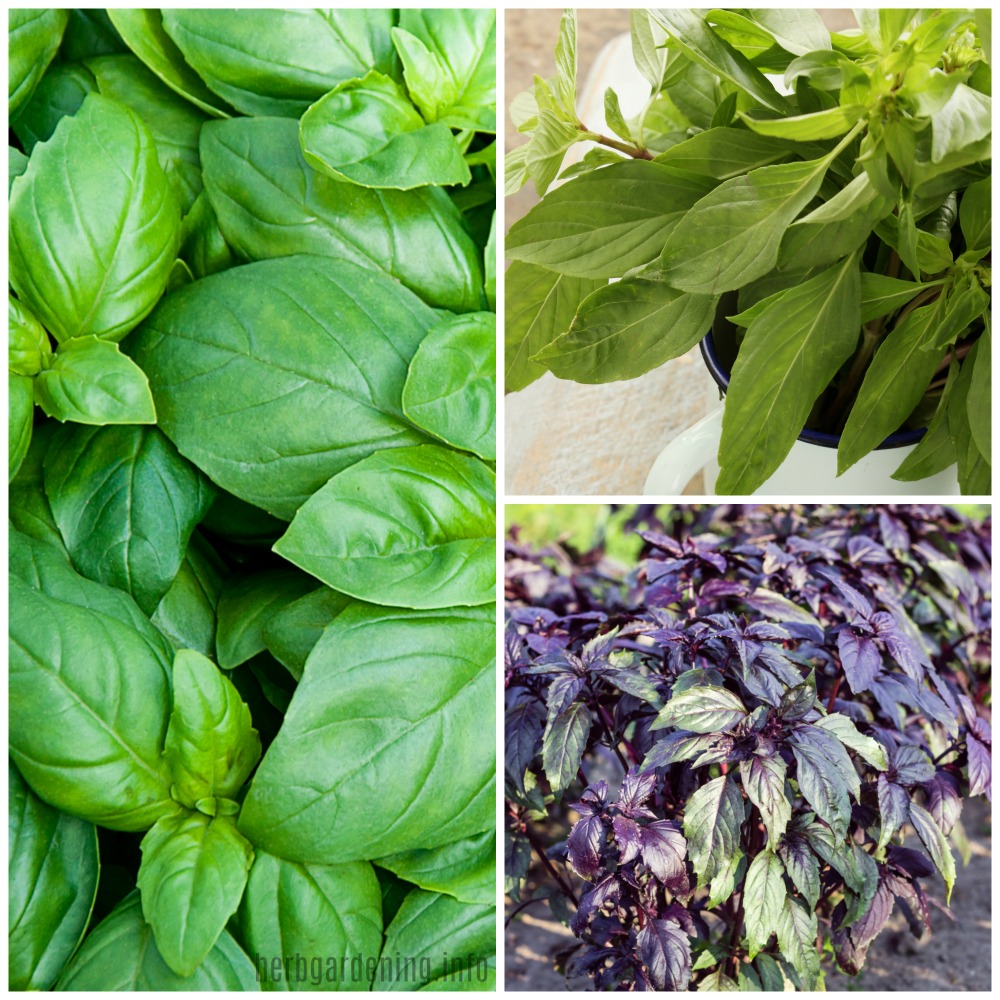 15 types of basil to grow in your garden. #herbs #basil #herbgarden