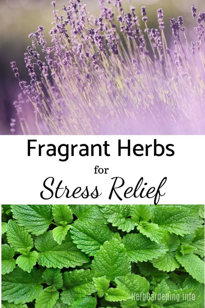 Just like certain colors can relieve stress, fragrances can also do the same. This is one of the reasons why aromatherapy is so popular. Certain scents in nature are known to instantly boost your mood, calm anxieties and make you feel at peace. It’s easy to grow some of your own stress relieving plants right in your own garden, with fragrant herbs featuring aromas like lavender, lemon and basil.