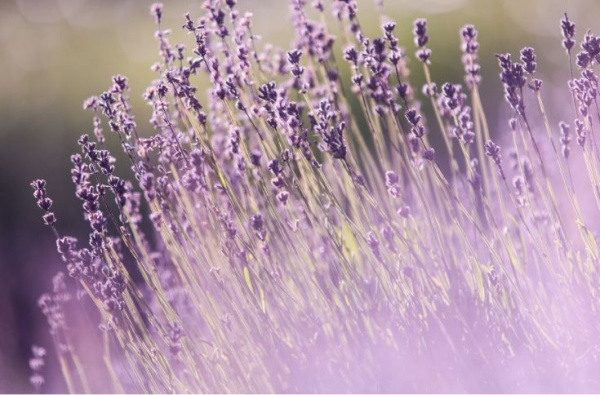 Lavender is a herb well know for its calming properties. 