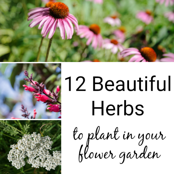 12 Beautiful Herbs for Flower Gardens