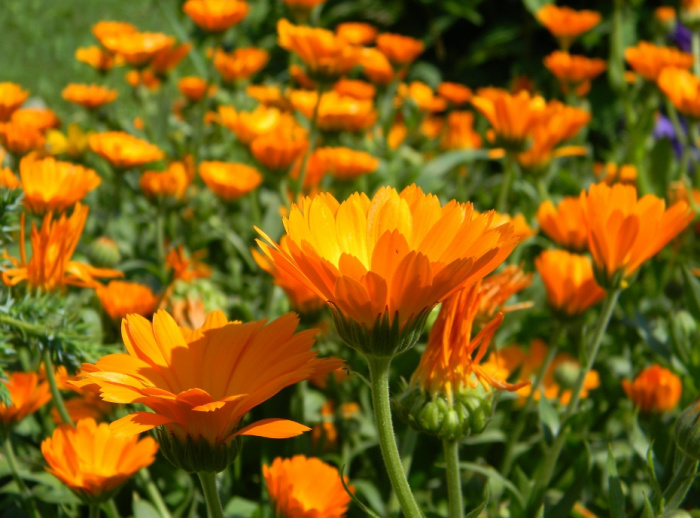 Beautiful herbs for the flower garden: Calendula (pot marigold)