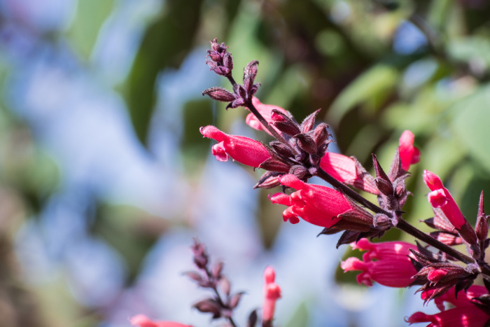 Herbs for the Flower Garden: Ornamental sage varieties like hummingbird sage or pineapple sage.