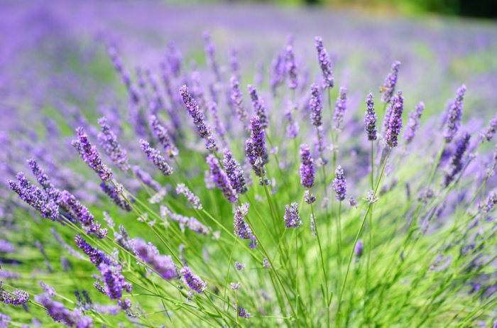 Herbs with beautiful flowers - Lavender