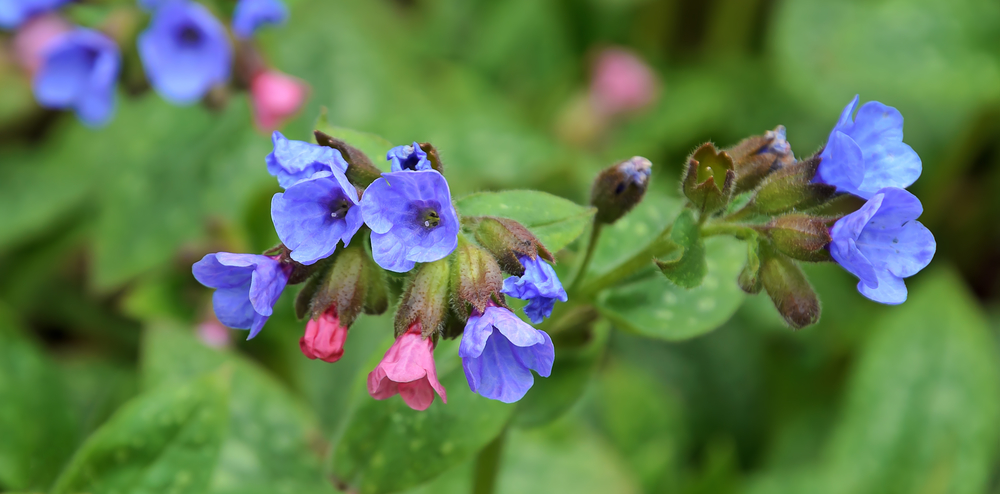Beautiful herbs to plant in your garden: Lungwort