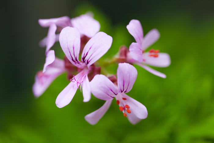 Beautiful herbs for the flower garden: Pelargonium or scented geraniums