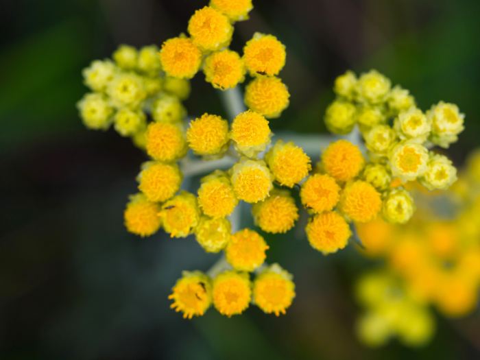 Herbs for the Flower Garden - Tansy