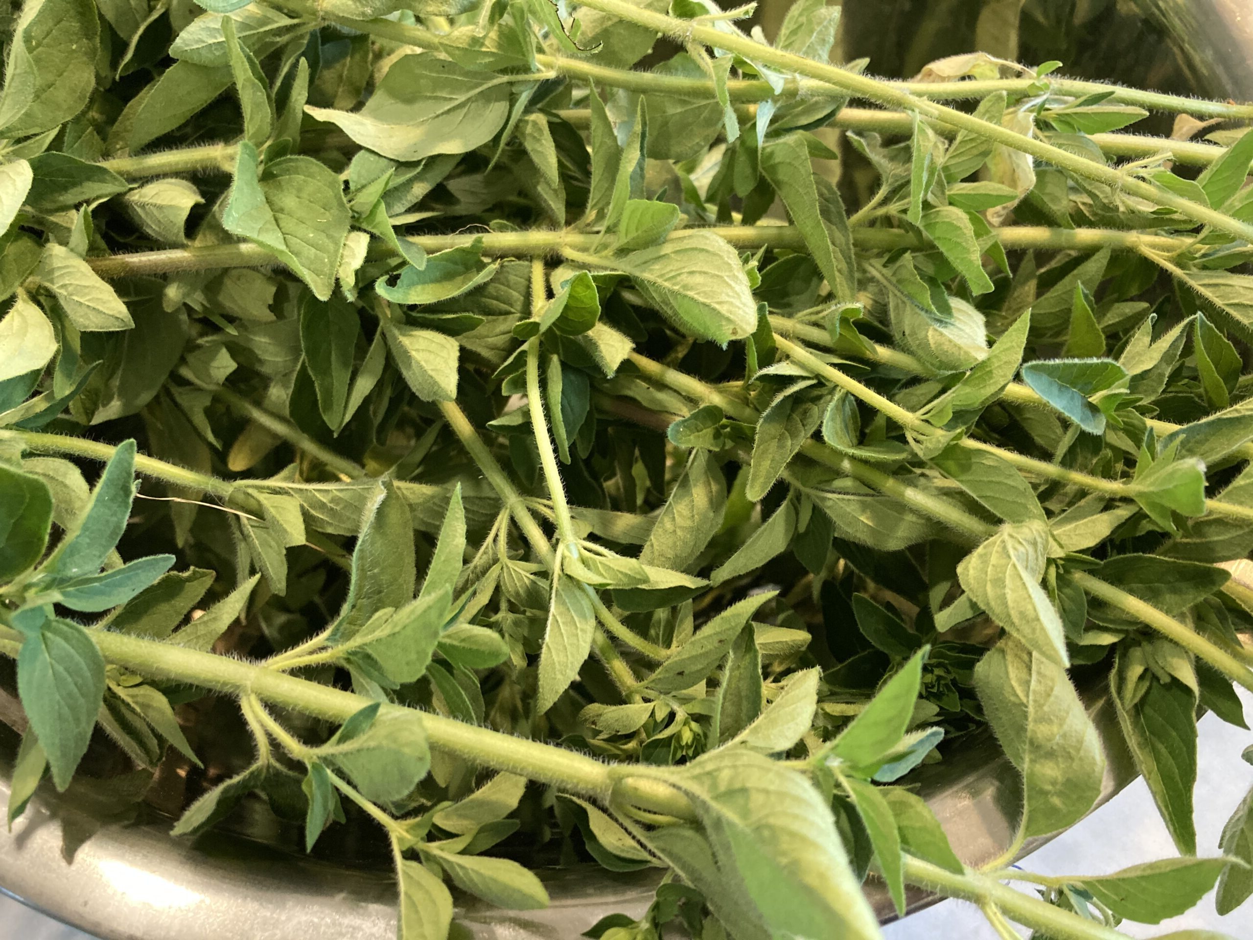 Bowl of freshly picked oregano